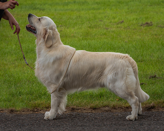 RING No. 155 JUNIOR DOG