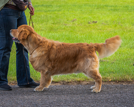 RING No. 143 VETERAN DOG