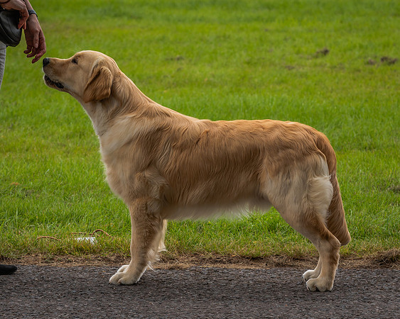RING No. 173 PUPPY DOG