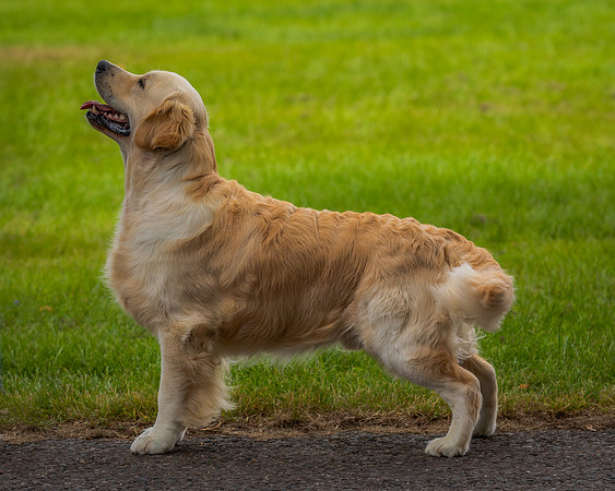 RING No. 211 YEARLING DOG