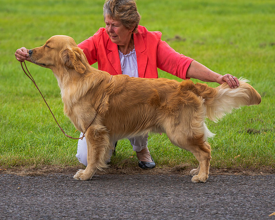 RING No. 224 NOVICE DOG