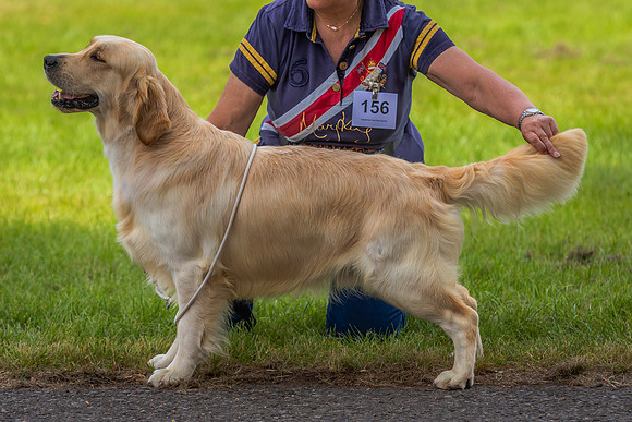 RING No. 156 UNDER GRADUATE DOG