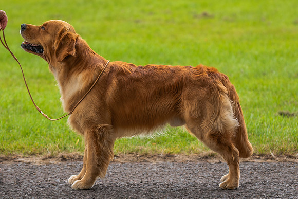 RING No. 316 GRADUATE DOG