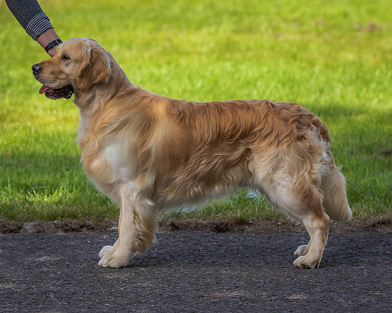 RING No. 103 POST GRADUATE DOG