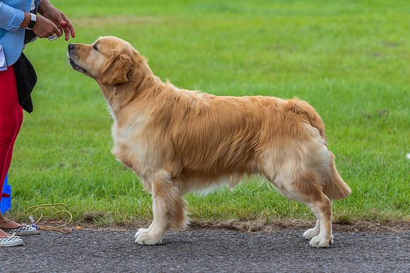 RING No. 150 MID LIMIT DOG