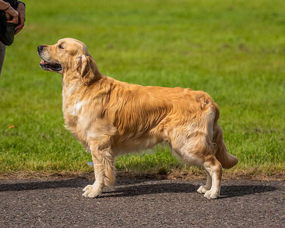 RING No. 172 LIMIT DOG