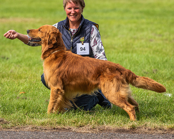 RING No. 94 FIELD TRIAL DOG