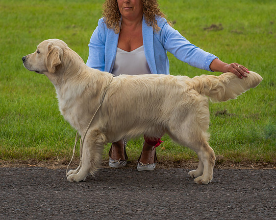 BEST PUPPY IN SHOW 19 BITCH