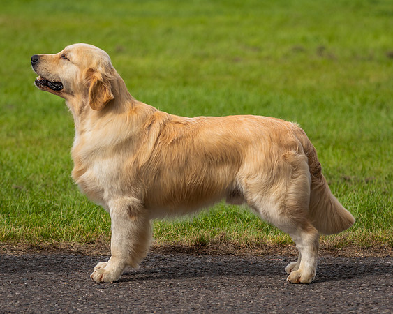 RBIS 82 DOG