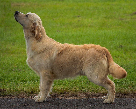 RBISP 279 DOG