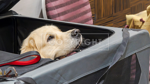RANDOM DOGS-1-2