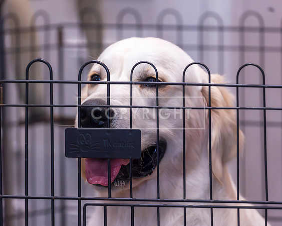 RANDOM DOGS-1