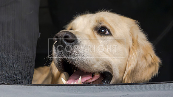 RANDOM DOGS-2