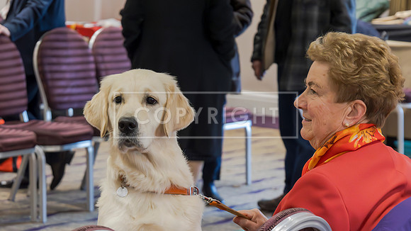 RANDOM DOGS-3