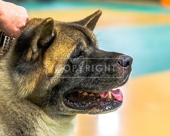 AKITA