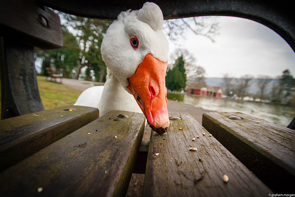 ABERDARE PARK-185