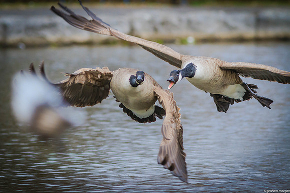 ABERDARE PARK-78