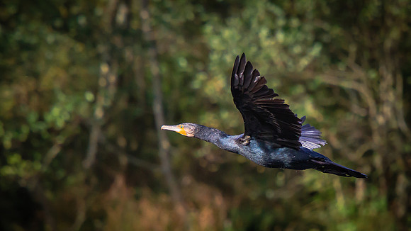Cormorant (Phalacrocorax carbo)