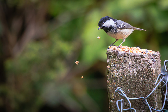 Coal Tit (Periparus ater)