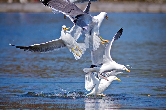 Herring Gull (Larus argentatus)