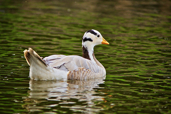 BAR-HEADED GOOSE (Anser indicus) 27 june 2011  on park pond