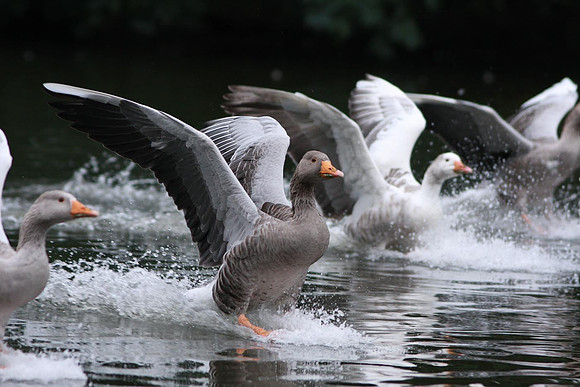 Greylag Goose (Anser anser)