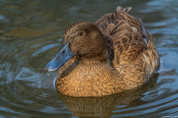 Khaki Campbell Duck