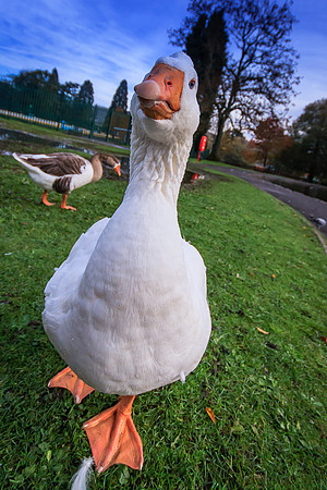 Embden Goose (Anser domesticus)(?)