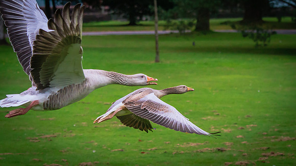 Embden Goose (Anser domesticus)(?)