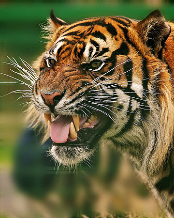 AT THE WILDLIFE HERITAGE FOUNDATION IN KENT