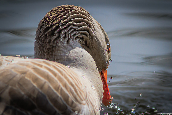 Egyptian Goose (Alopochen aegyptiaca)