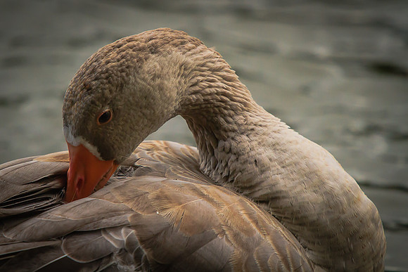 Embden Goose (Anser domesticus)(?)