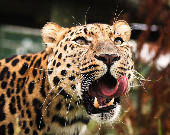 Leopard