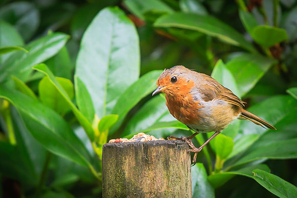 Robin (Erithacus rubecula)