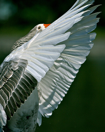 Embden Goose (Anser domesticus)
