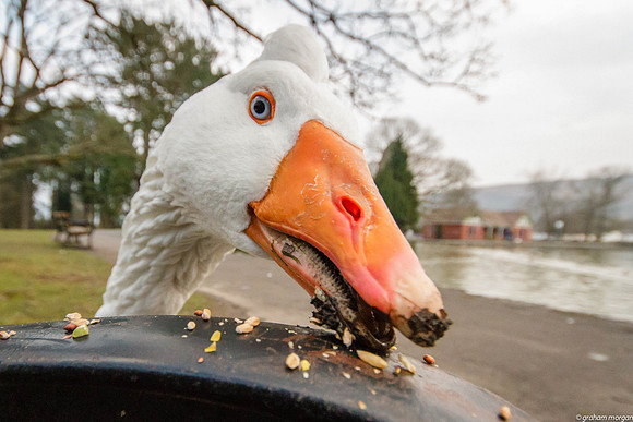Aberdare Park-24