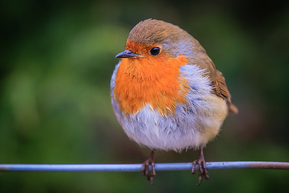 Robin (Erithacus rubecula)
