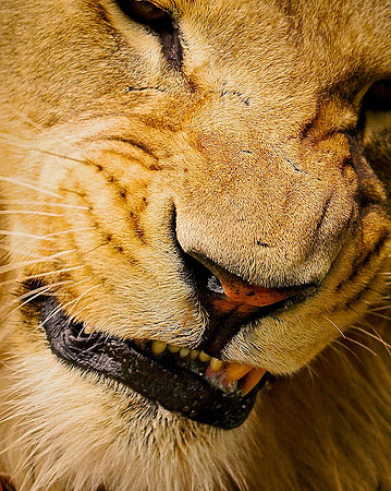 Lion close up