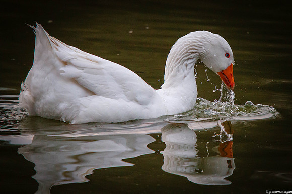 Aberdare Park-26