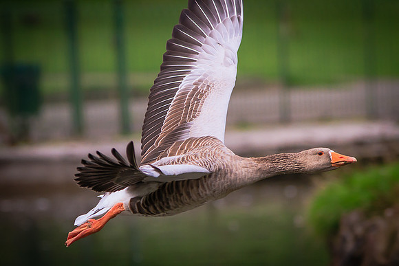 Embden Goose (Anser domesticus)(?)