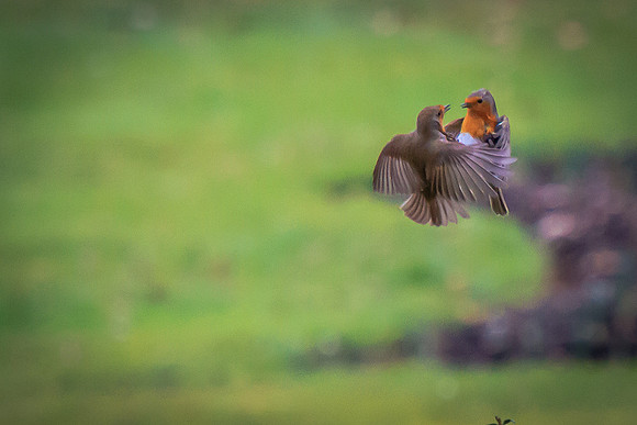 Robin (Erithacus rubecula)