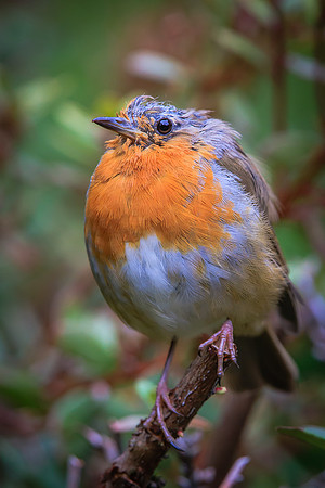 Robin (Erithacus rubecula)
