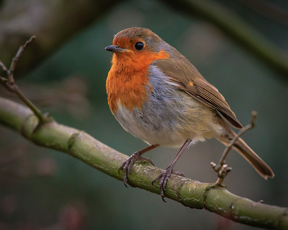 Robin (Erithacus rubecula)