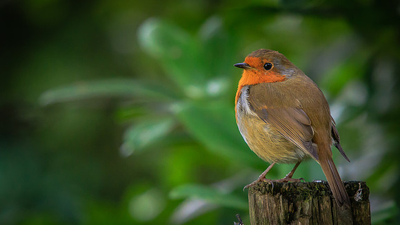 Robin (Erithacus rubecula)