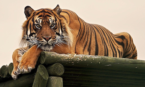 AT THE WILDLIFE HERITAGE FOUNDATION IN KENT