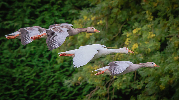 Embden Goose (Anser domesticus)(?)