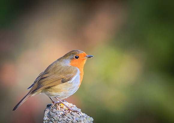 Robin (Erithacus rubecula)