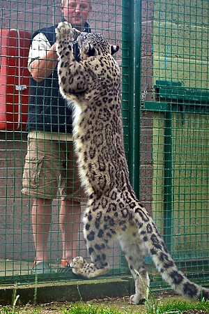 Snow Leopard