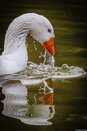 Aberdare Park-26-2