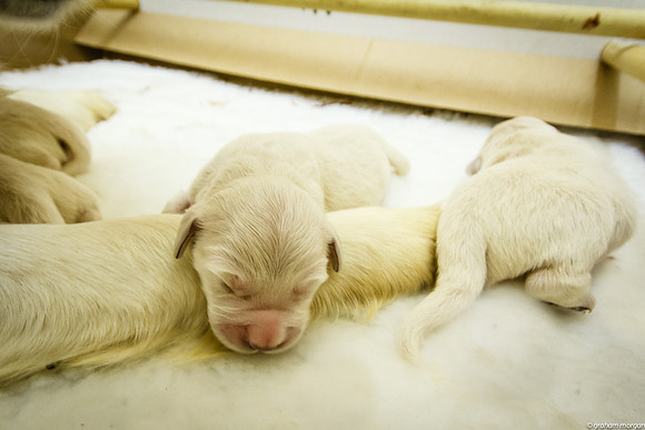 3 Days Old